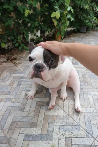 hand up dog , tame French bulldog or sitting french bulldog in the garden