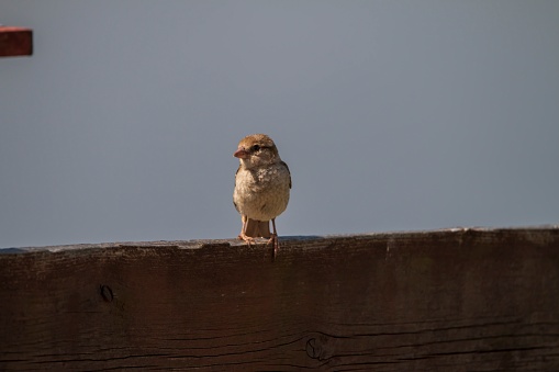 A house sparrow (passer domesticus) perched on wooden surface