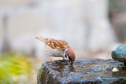 A selective focus shot of house sparrow (passer domesticus) drinking water