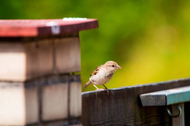 istock Selective focus shot of house sparrow (passer domesticus) 1437294015