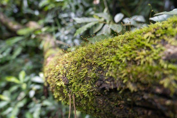 Moss green and moist, naturally occurring