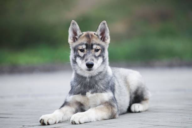 istock The gray husky looks like a wolf. 1437294549