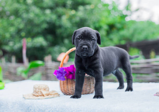 Little Cane Corso puppy in the garden Little Cane Corso puppy in the garden cane corso stock pictures, royalty-free photos & images