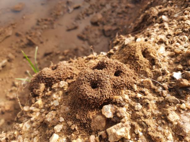 istock Colony of ants. 1437295818
