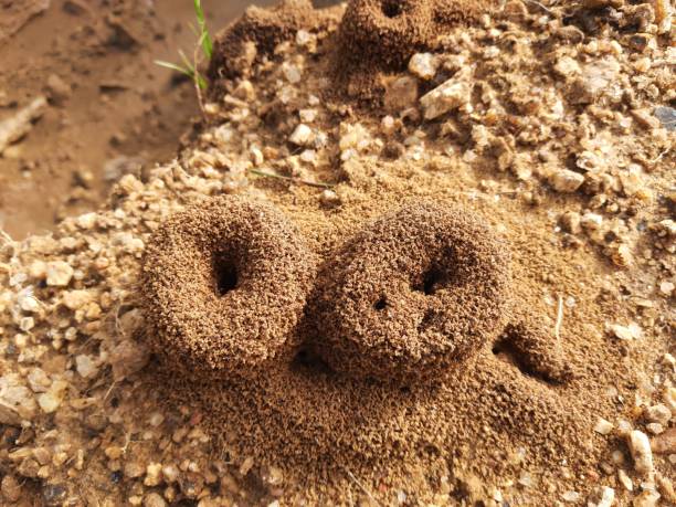 istock Colony of ants. 1437295835