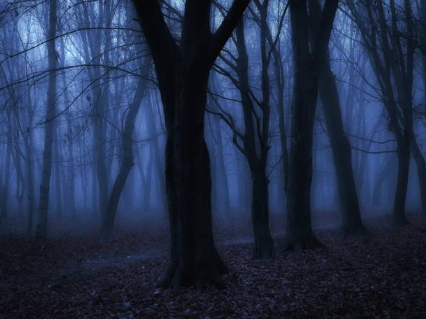 istock Spooky dead forest. Twilight in the woods. 1437296084