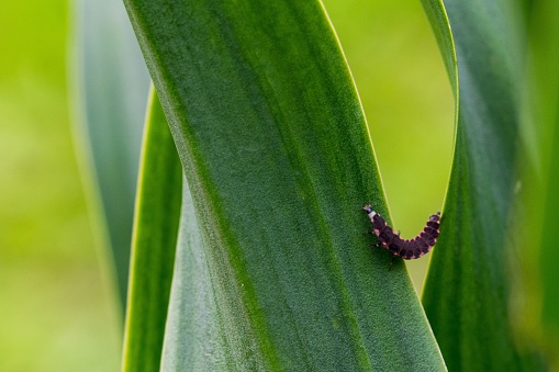 Pink and black Glow Worm larva struggling to go up the leaf of a plant in the Maltese countryside, Malta