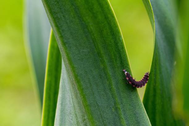 Pink and black Glow Worm larva struggling to go up the leaf of a plant in the Maltese countryside Pink and black Glow Worm larva struggling to go up the leaf of a plant in the Maltese countryside, Malta lampyris noctiluca stock pictures, royalty-free photos & images