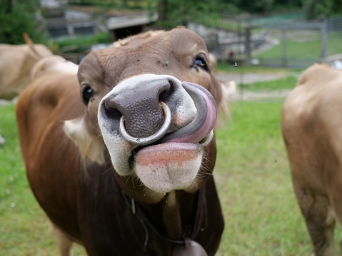 Una mucca si fa vedere la lingua