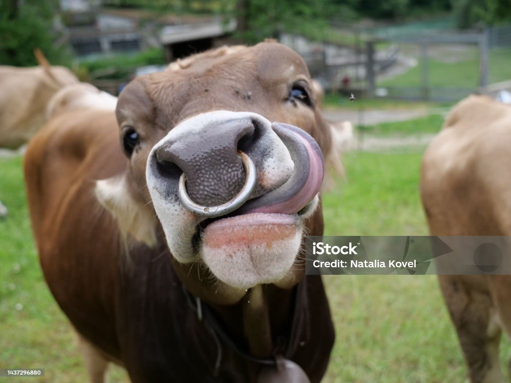 Cow with nose ring Una mucca si fa vedere la lingua Cow Stock Photo