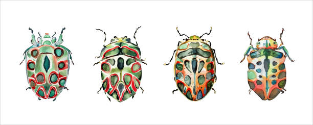 istock Green watercolor beetles set. Watercolor vector illustration isolted on white 1437297844