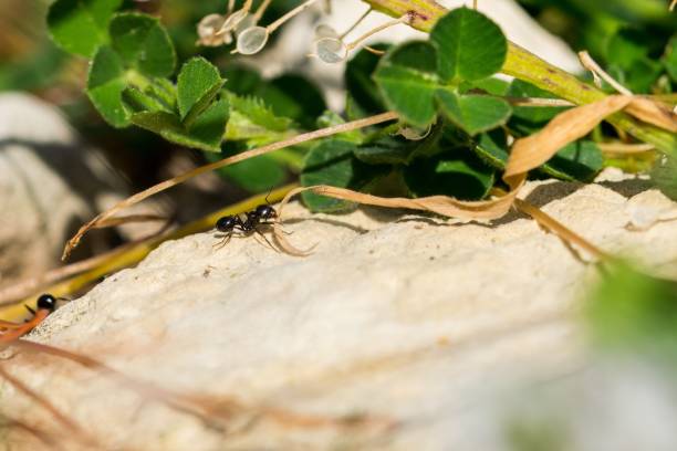 eine kleine schwarze ameise, die entschlossen ist, ein stück getrocknetes gras zu ziehen, viel größer als sie. - ant persistence effort determination stock-fotos und bilder