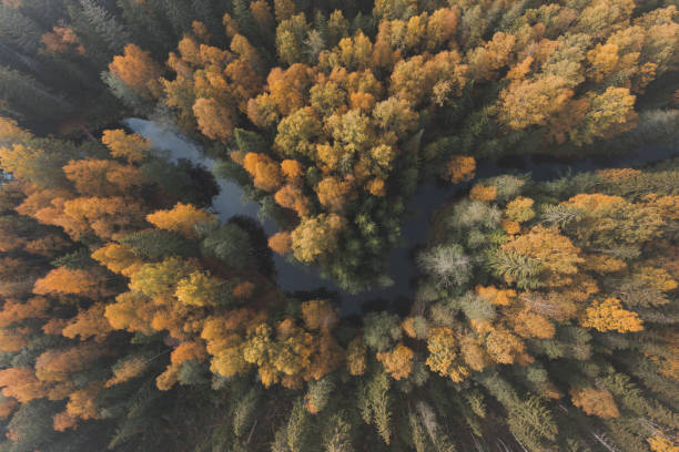 istock A river in a stunning autumn forest. Top view. Natural beauty 1437298240