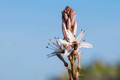 A white and yellow Summer Asphodel Flower growing in the Maltese countryside and attracting insects.Malta