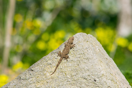 A moorish gecko, Tarentola mauritanica, basking on a rock with a bokeh background of yellow cape sorrel flowers in the Maltese countryside.