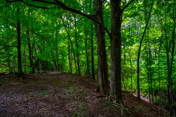 istock Chestnut Ridge Park Eternal Flame Falls 1437301088