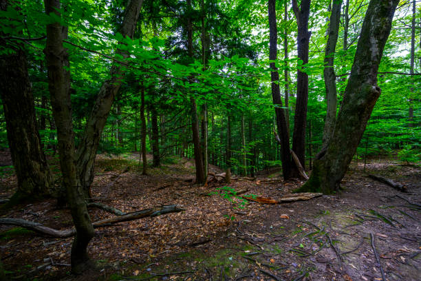 istock Chestnut Ridge Park Eternal Flame Falls 1437301120