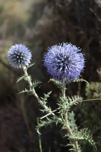 Flowers of Echinops ritro, the southern globe thistl. A species of flowering plant in the family Asteraceae