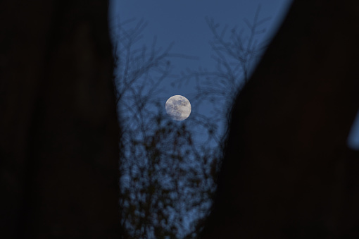 A shot of a full moon behind the trees at night