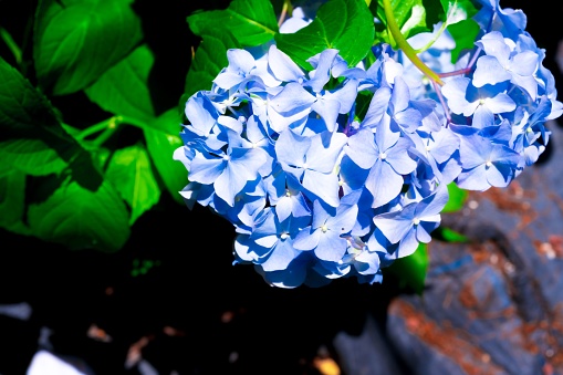 Blue Hydrangea macrophylla, commonly referred to as bigleaf hydrangea, is one of the most popular landscape shrubs owing to its large mophead flowers.
