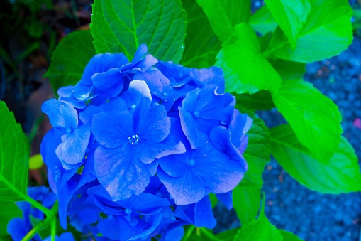 Blue Hydrangea macrophylla, commonly referred to as bigleaf hydrangea, is one of the most popular landscape shrubs owing to its large mophead flowers.