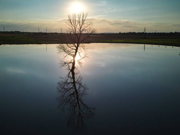 istock A tree growing in a lake during sunset 1437302066