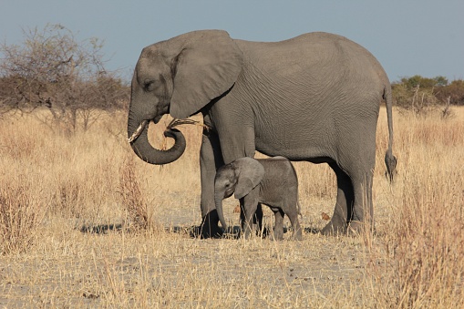An elephant with its baby in a field covered in dried grass under the sunlight in Moremi National Park, Botswana