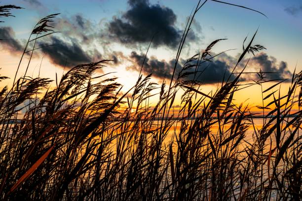 istock Common reeds on the shore of the lake during sunset 1437307708