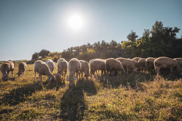 Lambs and sheep grazing on green grass