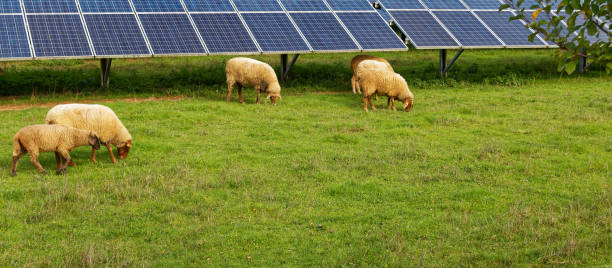 istock solar power station with grazing sheep 1437308288