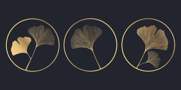 ilustrações, clipart, desenhos animados e ícones de desenho simples de folhas de ginkgo dourado - nogueira do japão