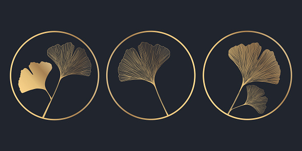 drawing of ginkgo leaves for designer with copy space