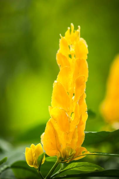 Pachystachys lutea_Lollipop plant Close-up view of a single Pachystachys lutea flower against a blurred green natural background. pachystachys lutea stock pictures, royalty-free photos & images
