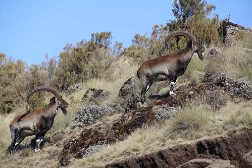 Two Pyrenean ibexes climbing up the rocks covered in the grass at daytime