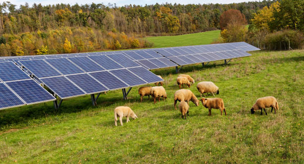 solar power station with sheep stock photo