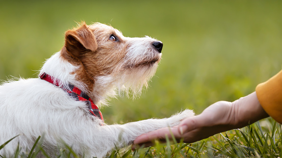Cute pet dog looking to her owner trainer and giving paw. Friendship and love of human and animal. Trust, connection and care banner.