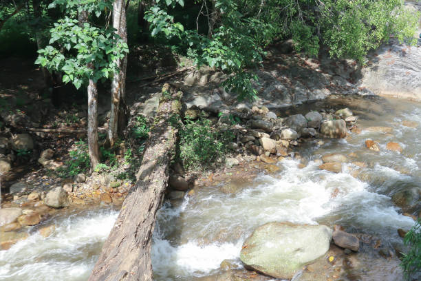 wasserfall und baum im wald - bounce off stock-fotos und bilder