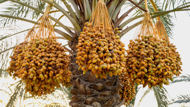 istock Date palm branches with ripe dates. Saudi arabian dates farm. 1437315107