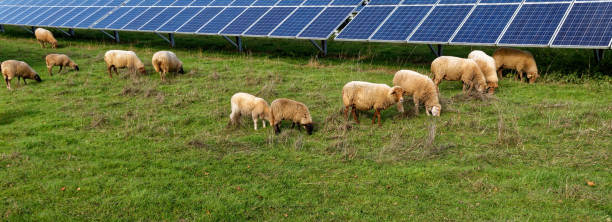 istock solar power station with sheep 1437315172