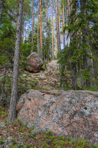 istock Big grey granite stone in the pine forest 1437315212