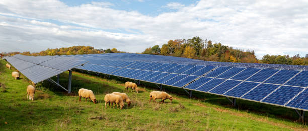 istock solar power station with sheep 1437315240