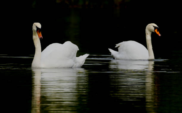istock White swans symmetrically reflected in dark water 1437315410