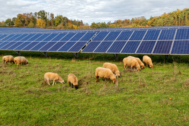 istock solar power station with sheep 1437315845