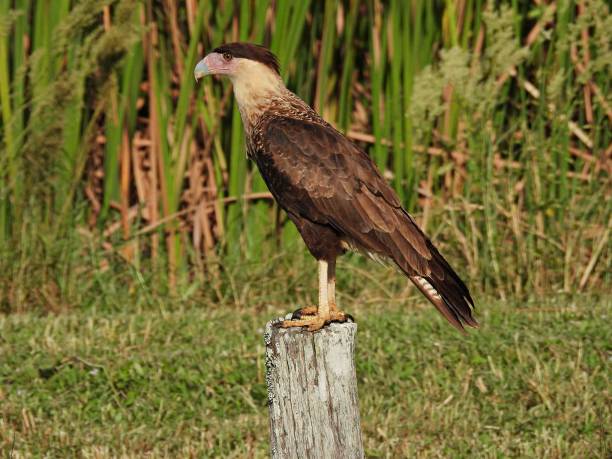 Crested Caracara (Caracara cheriway) - perched on a wood post Crested Caracara - profile crested caracara stock pictures, royalty-free photos & images