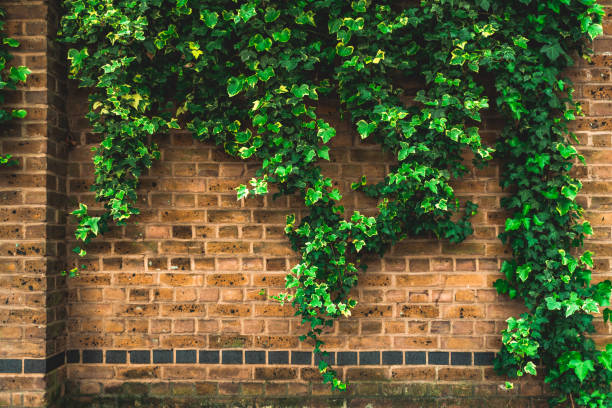 raisin sauvage sur le mur d'un vieux bâtiment - climbing ivy photos et images de collection