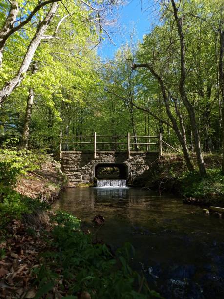istock Vertical shot of a river in the forest with a small bridge 1437319626
