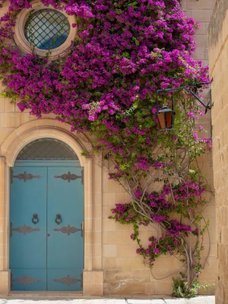 istock Beautiful pink flower growing in the facade 1437321447