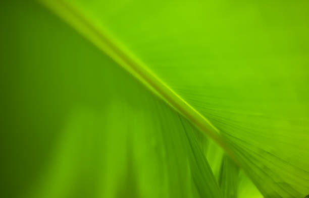 istock Green backgrounds. The structure of the sheet is defocused. Texture. 1437321510