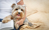 Hand of senior elderly woman hugging lovely Yorkshire terrier (York) dog.