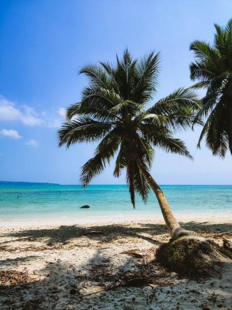 istock Vertical shot of beautiful palm trees at the beach 1437325078